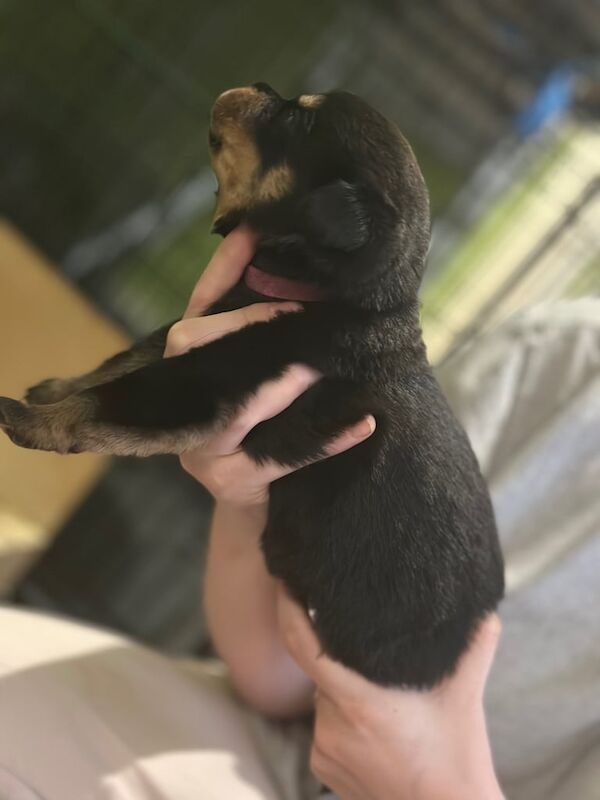 Rottweiler puppies for sale in Waltham Cross, Hertfordshire – KC registered, 11 weeks old - Image 3 of 5