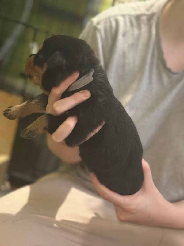 Rottweiler puppies for sale in Waltham Cross, Hertfordshire – KC registered, 11 weeks old - Image 4 of 5
