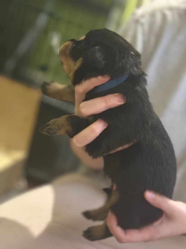 Rottweiler puppies for sale in Waltham Cross, Hertfordshire – KC registered, 11 weeks old - Image 5 of 5