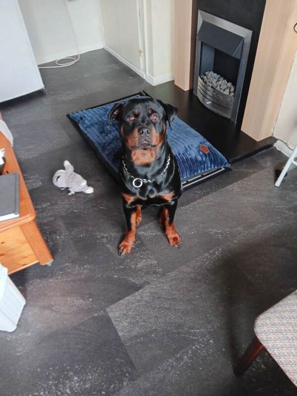 Rottweiler puppies for sale in Midway, Cheshire – 1 year old