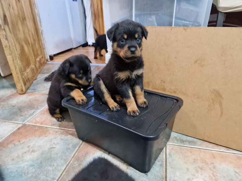 Waiting list open. Puppies should be ready to leave September 2026 - Image 7 of 15