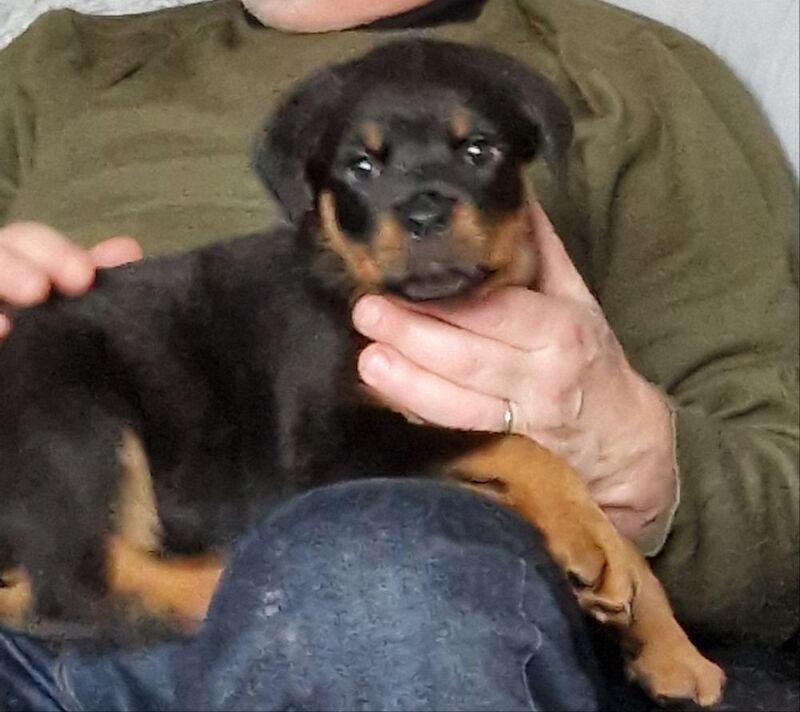 Waiting list open. Puppies should be ready to leave September 2026 - Image 10 of 15