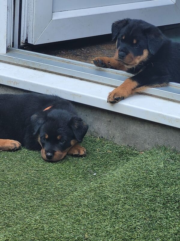 Kennel Club Registered Rottweiler Puppies For Sale