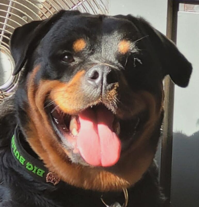 German Champion Bloodline Rottweilers - Rottweiler Puppies For Sale in ...