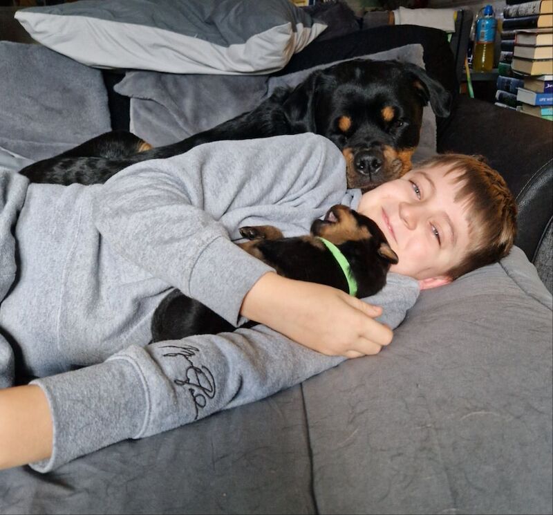 Waiting list open. Puppies should be ready to leave September 2026 - Image 4 of 15