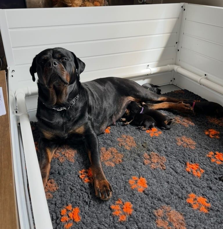 Rottweiler puppies for sale in Bradford, West Yorkshire – 5 weeks old