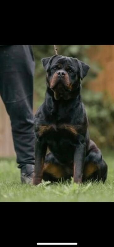 Rottweiler puppies for sale in Bradford, West Yorkshire – 5 weeks old - Image 2 of 3