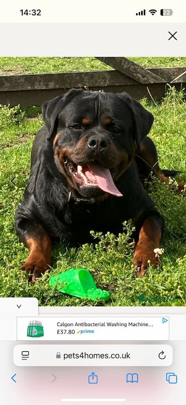 Rottweiler puppies for sale in Bradford, West Yorkshire – 5 weeks old - Image 3 of 3