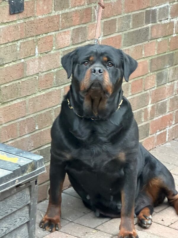 German Rottweiler puppies for sale in Stoke-on-Trent, Staffordshire