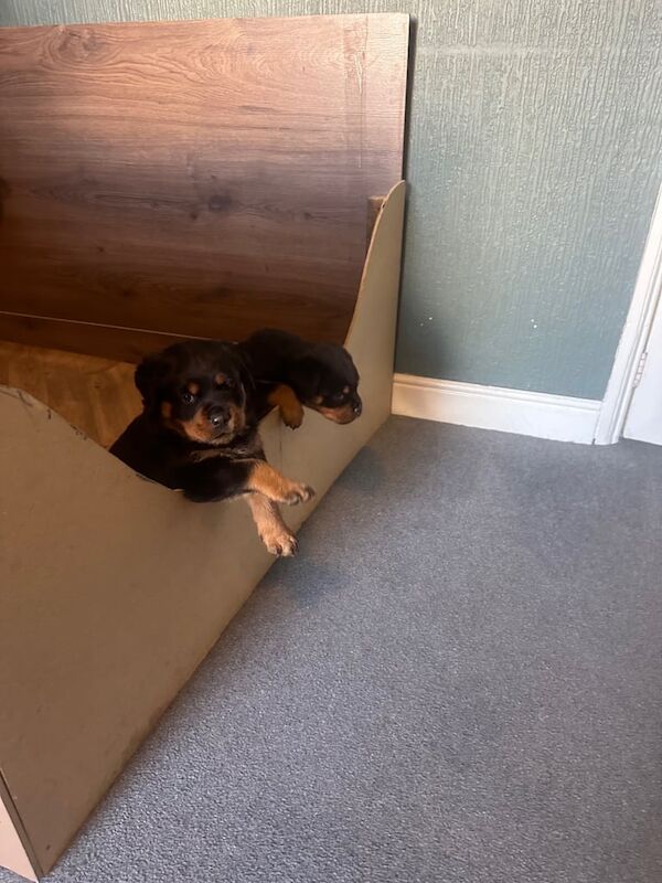 German Rottweiler puppies for sale in Stoke-on-Trent, Staffordshire | Image 2