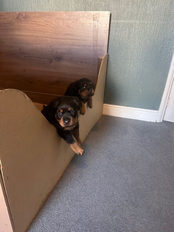 German Rottweiler puppies for sale in Stoke-on-Trent, Staffordshire | Image 3