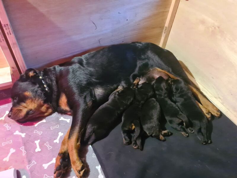 German rottweiler puppies