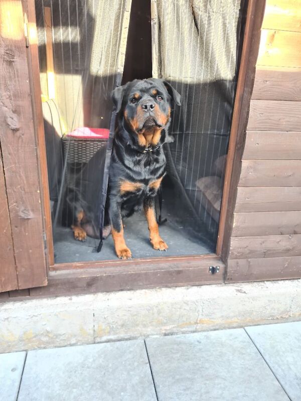 German rottweiler puppies - Image 2 of 13
