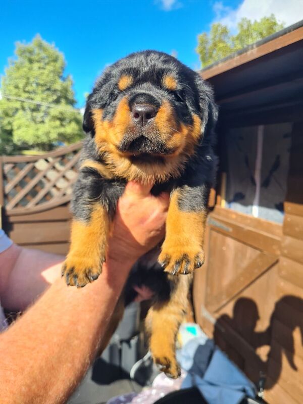 German rottweiler puppies - Image 3 of 13