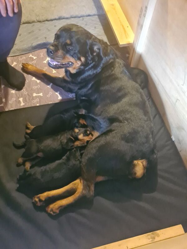 German rottweiler puppies - Image 4 of 13