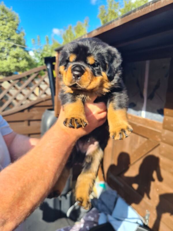 German rottweiler puppies - Image 5 of 13