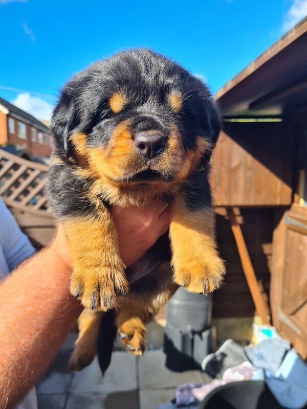 German rottweiler puppies - Image 6 of 13