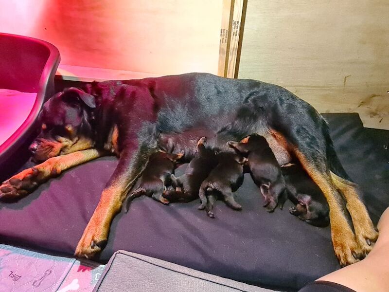 German rottweiler puppies - Image 7 of 13
