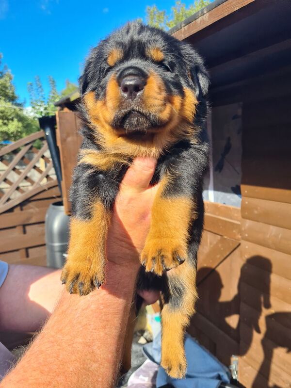 German rottweiler puppies - Image 8 of 13