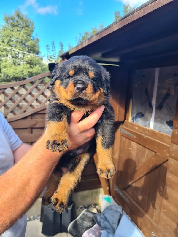 German rottweiler puppies - Image 9 of 13