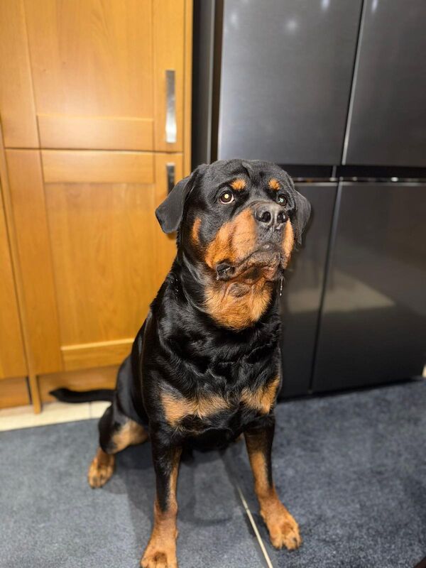German rottweiler puppies - Image 10 of 13