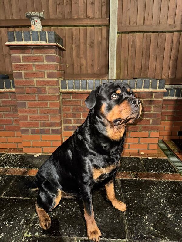 German rottweiler puppies - Image 11 of 13
