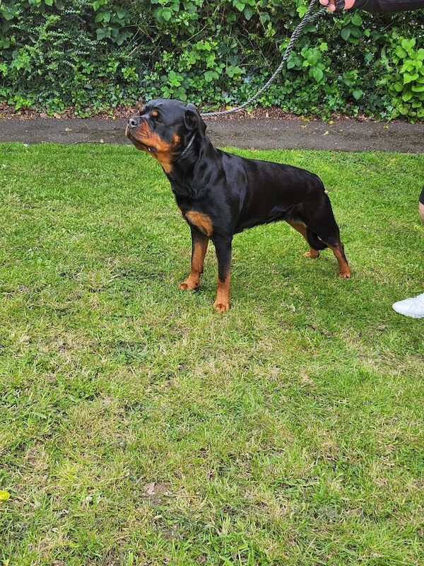German rottweiler puppies - Image 12 of 13