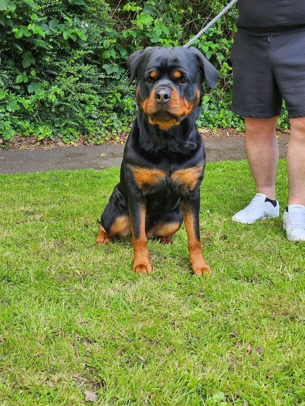 German rottweiler puppies - Image 13 of 13