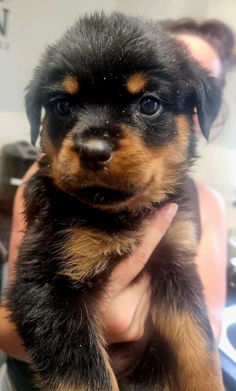 Germany rottweiler puppys for sale in Bilston, West Midlands | Image 2