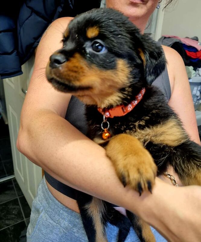 Germany rottweiler puppys for sale in Bilston, West Midlands | Image 3