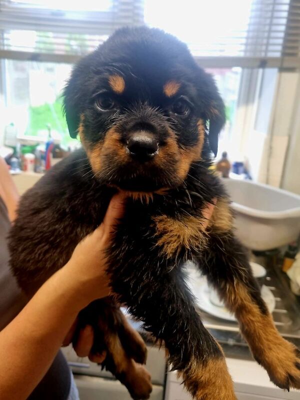 Germany rottweiler puppys for sale in Bilston, West Midlands | Image 4