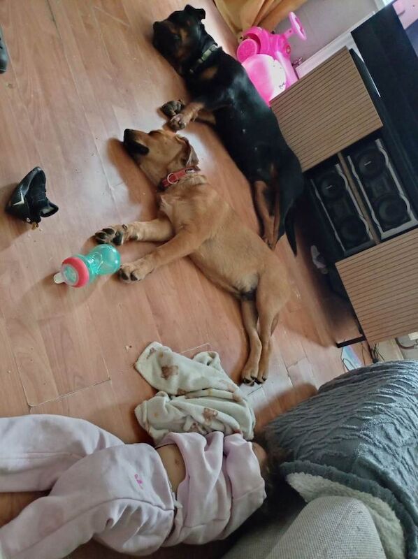 Golden Rottweiler cross - Image 2 of 5