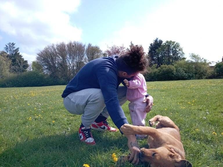 Golden Rottweiler cross - Image 3 of 5