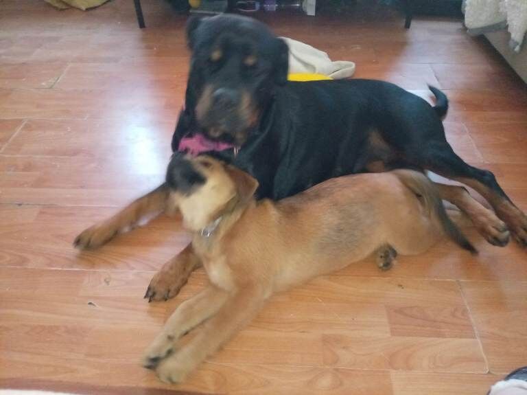 Golden Rottweiler cross - Image 4 of 5