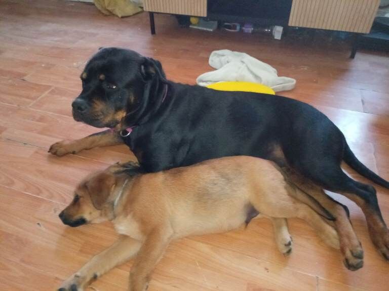 Golden Rottweiler cross - Image 5 of 5