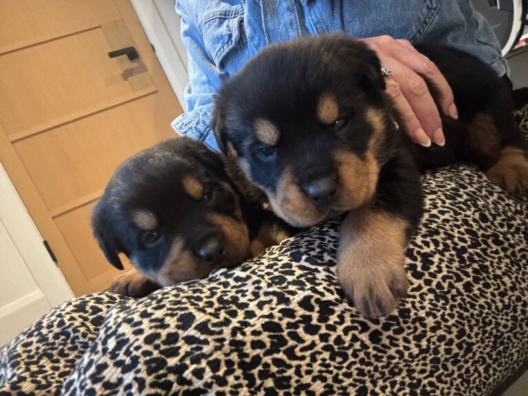 Rottweiler puppies for sale in Dromara, County Down – 5 weeks old