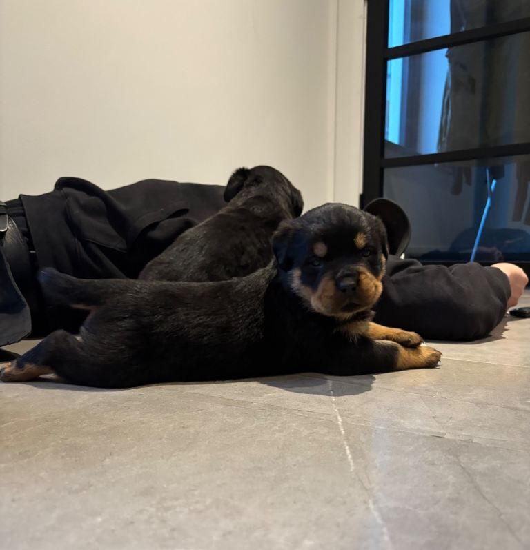 Rottweiler puppies for sale in Dromara, County Down – 5 weeks old - Image 2 of 5