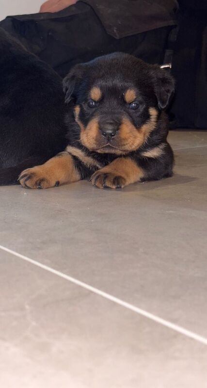 Rottweiler puppies for sale in Dromara, County Down – 5 weeks old - Image 3 of 5