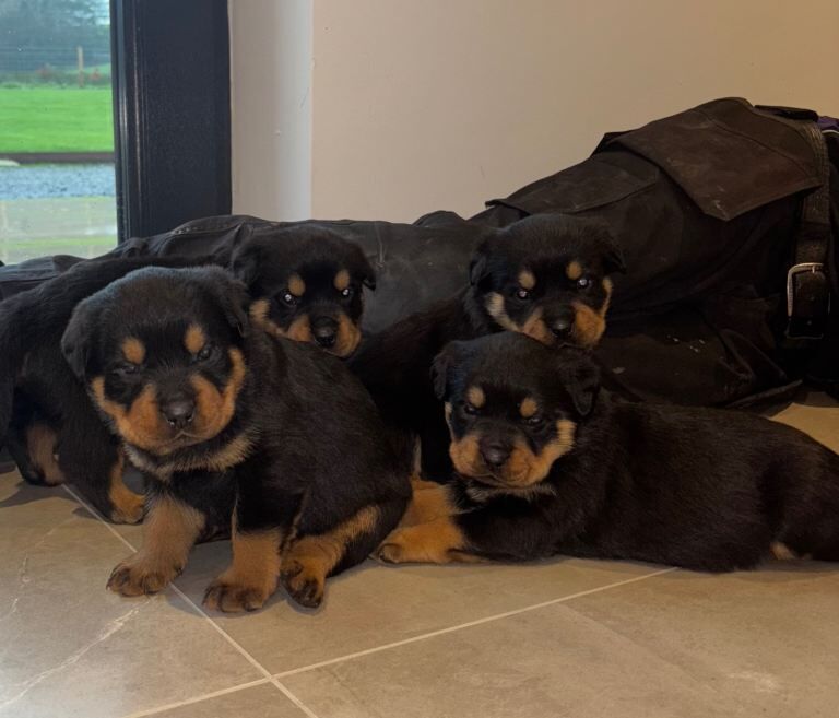 Rottweiler puppies for sale in Dromara, County Down – 5 weeks old - Image 4 of 5