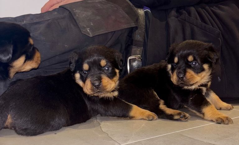 Rottweiler puppies for sale in Dromara, County Down – 5 weeks old - Image 5 of 5