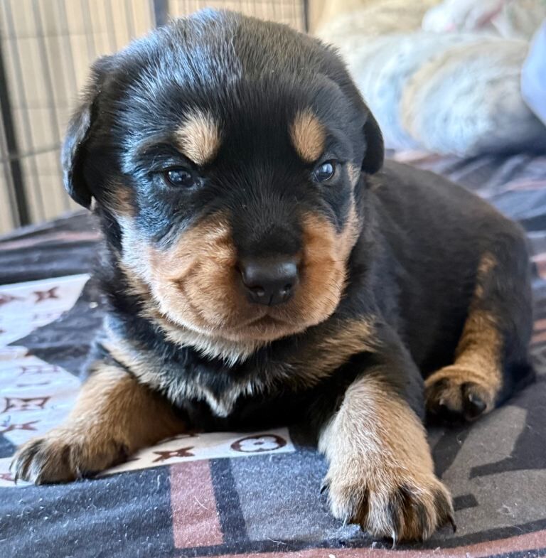Gorgeous full pedigree Rottweiler puppies