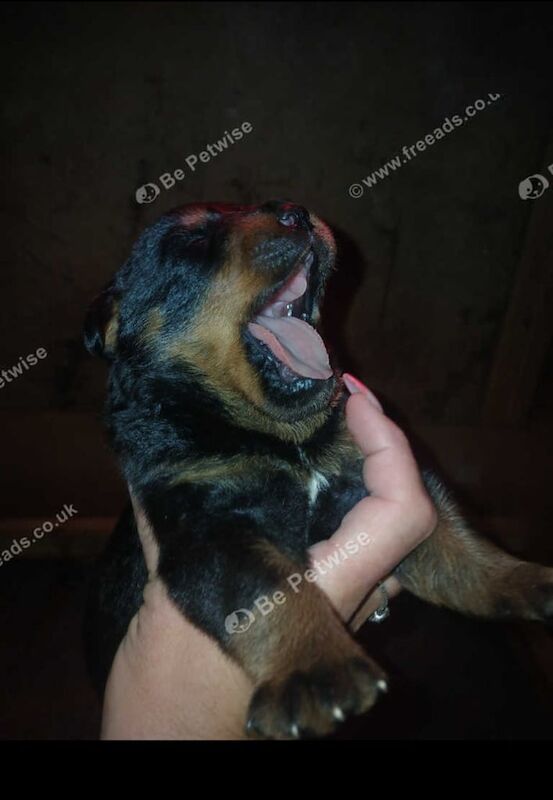 Rottweiler puppies for sale in Welwyn Garden City, Hertfordshire – KC registered, 9 weeks old