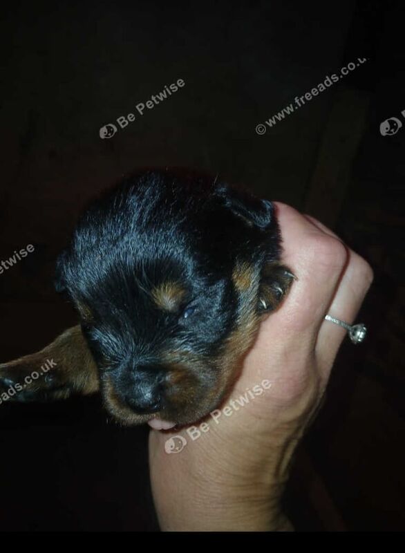 Rottweiler puppies for sale in Welwyn Garden City, Hertfordshire – KC registered, 9 weeks old - Image 3 of 3