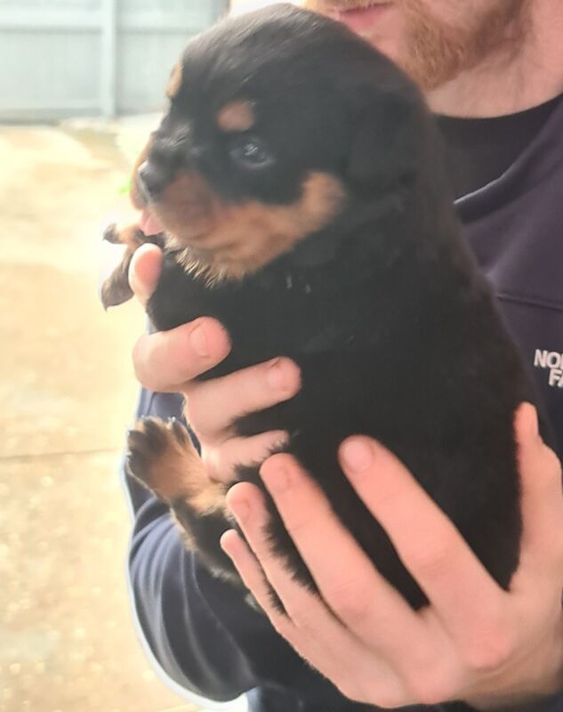 Rottweiler puppies for sale in Welwyn Garden City, Hertfordshire – 10 weeks old