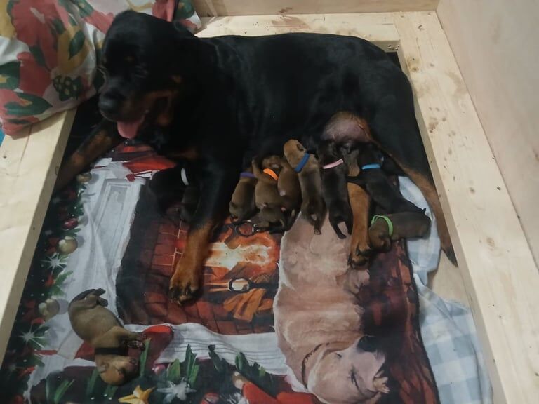 Rottweiler puppies for sale in Earby, Lancashire – 4 days old