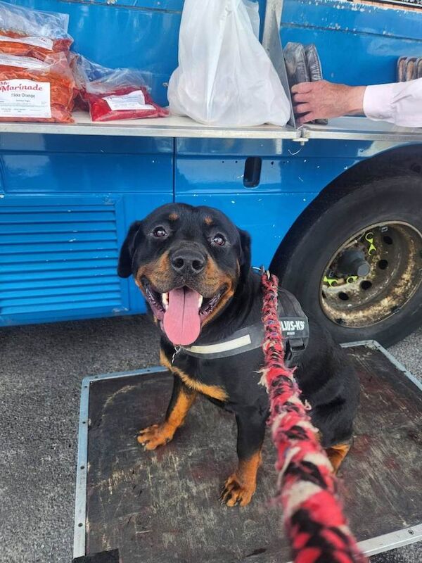 Gorgeous rottweiler looking for loving home