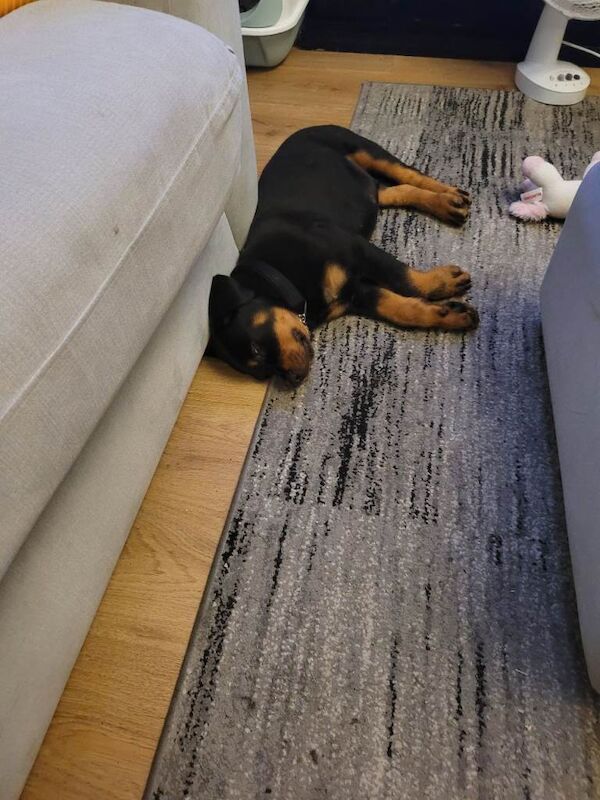 Gorgeous Rottweiler puppy