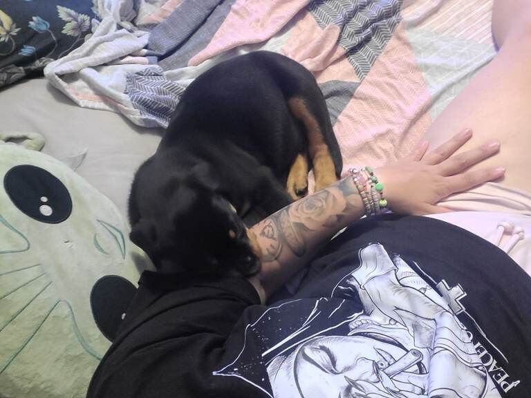 Gorgeous Rottweiler puppy - Image 3 of 5