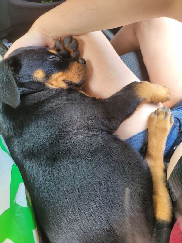 Gorgeous Rottweiler puppy - Image 5 of 5