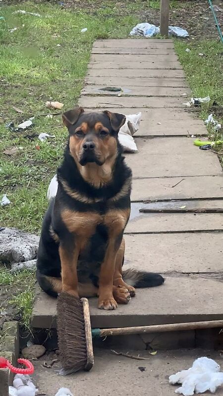 Rottweiler Puppies For Sale